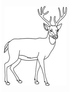 Classic Reindeer