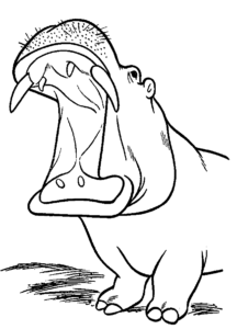 hippo roaring