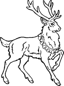 Reindeer In Action